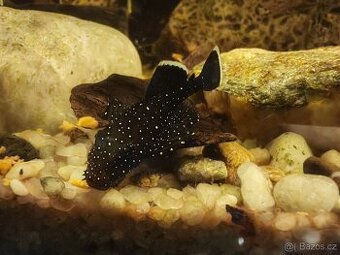 Ancistrus L213 platí do smazání