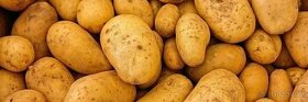 Sadbove brambory