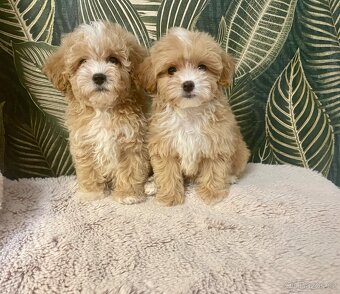 Maltipoo štěňátka