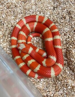 Koupím korálovky Lampropeltis