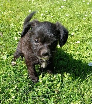 Mini štěňátko otec Papillon matka kříženec
