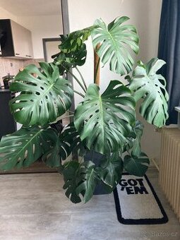 Monstera deliciosa dospělá