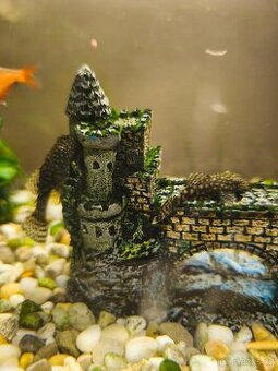 Ancitrus mláďata
