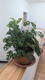 Monstera Adansoni