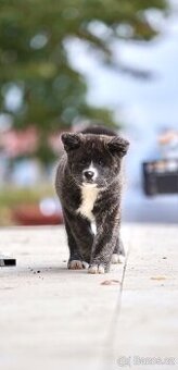 AKITA INU štěně