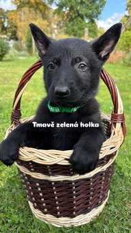 Štěně německého ovčáka bez PP