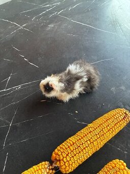 Daruji morce - samecek