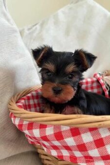 Jorkšírský teriér