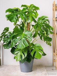Monstera deliciosa 100-120 cm, průměr květináče 24 cm