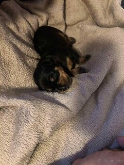 Prodám štěňátko