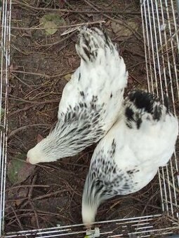 Brahmánka zdrobnělá