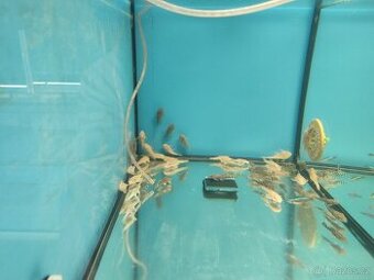 Akvarijní ryby neonka ancistrus sumecek