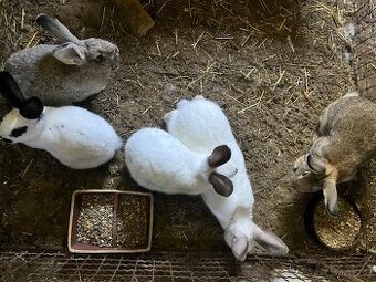 Únorové samičky na chov