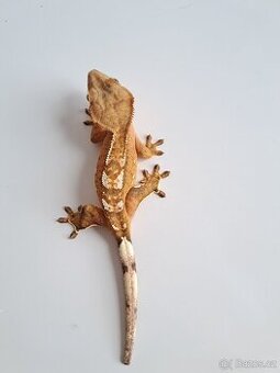 pagekon řasnatý samice