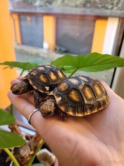 Želvičky uhlířské