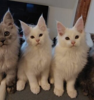 Mainská mývalí kočka - bílá koťátka s pp