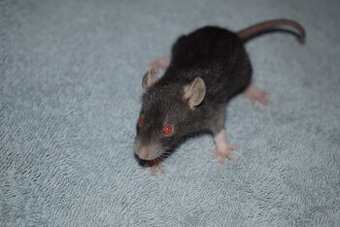 Potkan, potkánek, potkánci s VP