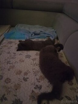 Britská krátkosrstá koťátka - 1