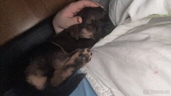 Štěně - Fenka - 1