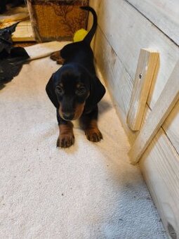 Jezevčík trpasličí krátkosrstý