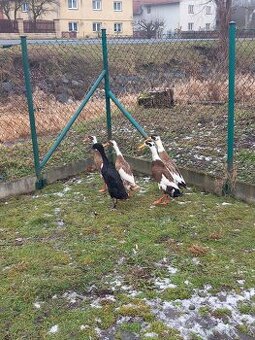 Nepříbuzný pár IB