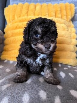 Pudl trpasličí čokoládový