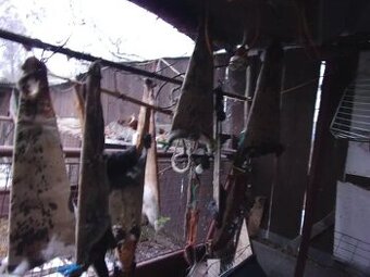 Prodám nevyčiněné domácí králičí nebo kozí kůže