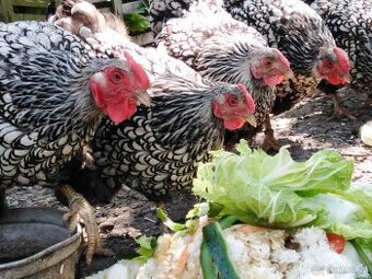 Násadová vejce Wyandotka Velká