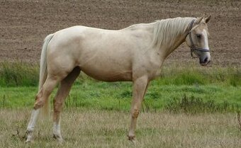 Prodám 3-letou klisnu Kůň Kinský,