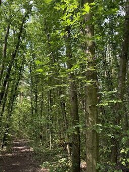 Prodám lesní pozemek v k.ú. Trnová, p.č. 157/6