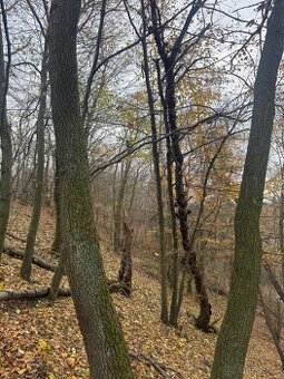 Prodej lesního pozemku v k.ú. Otinoves