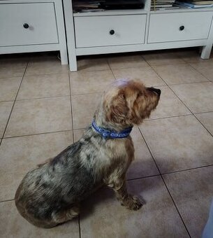 Kříženec jorkšírského teriéra