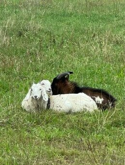 Anglonubijska koza / bílá