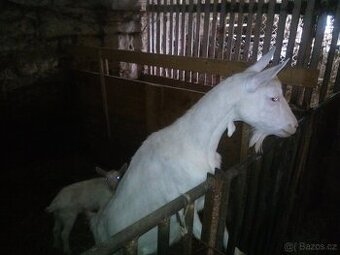 Prodám kozu s kůzletem