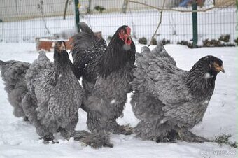 Kuřata Brahman