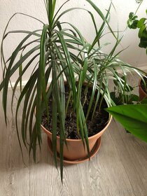 Pokojové rostliny vzrostlé - 1