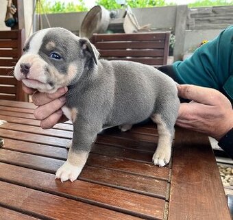 Štěně American Bully