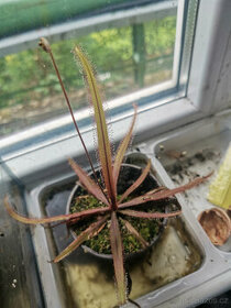 Masožravé rostliny - Rosnatka (Drosera )