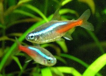 Neonka diamantová - Paracheirodon sp. n.