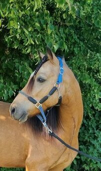 Sportovní pony
