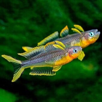 Duhounek vidloocasý - Pseudomugil furcatus
