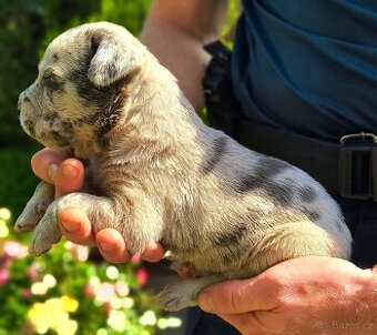 Cane corso merle