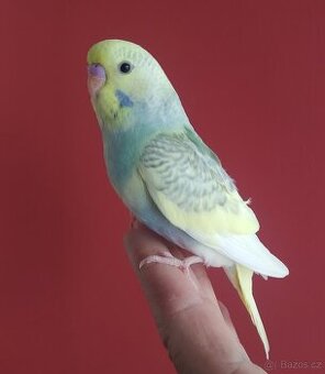 Andulky