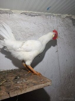 Kohout leghorn