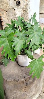 Philodendron radiatum