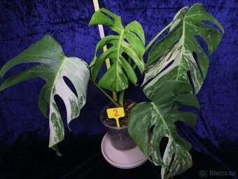Monstera alba (deliciosa var. alba) č.2