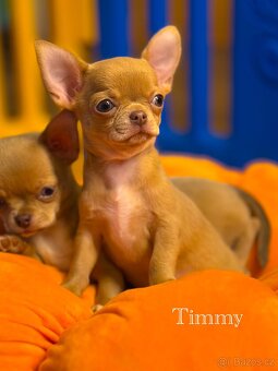 Čivava krátkosrstá s PP