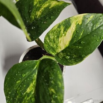 Epipremnum aureum, sadička