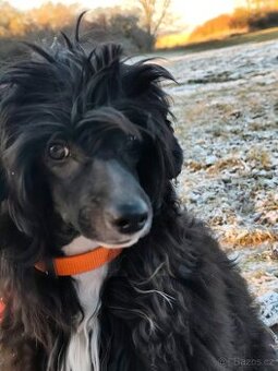 Čínský chocholatý pes, labutěnka s PP