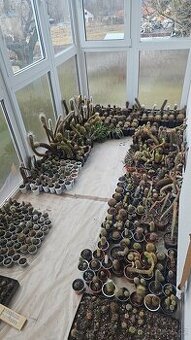 Prodám rozsáhlou sbírku kaktusů